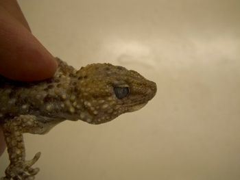 Media type: image;   Herpetology R-183771